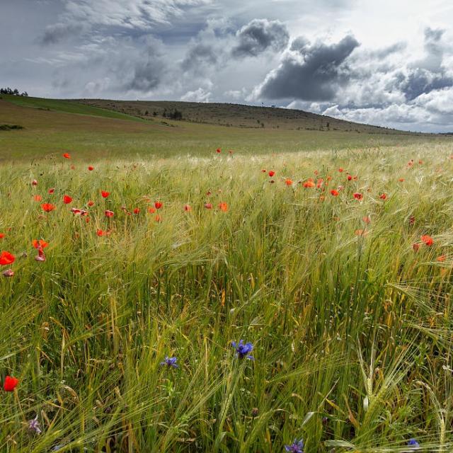 Champ blé coquelicots causse