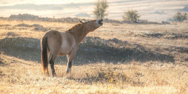 Przewalski's horse causse méjean