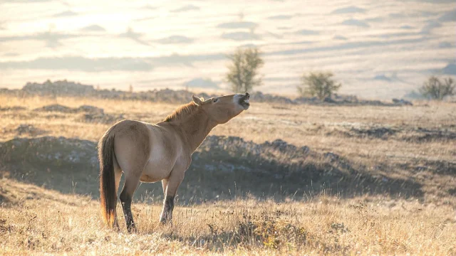Przewalski's horse causse méjean