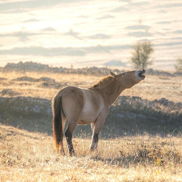 Cheval de przewalski causse méjean
