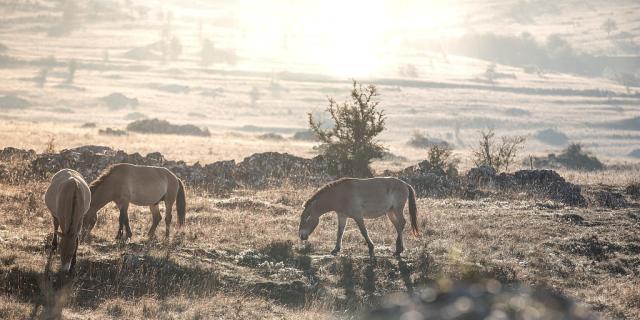 Herd of Przewalski horses Causse Méjean takh association