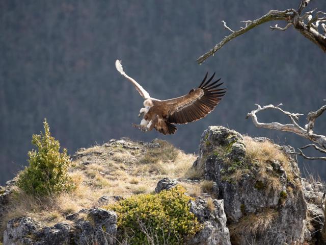landing griffon vulture gorges du tarn