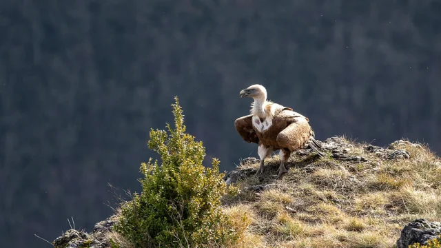 Griffon vulture Gorges du Tarn.