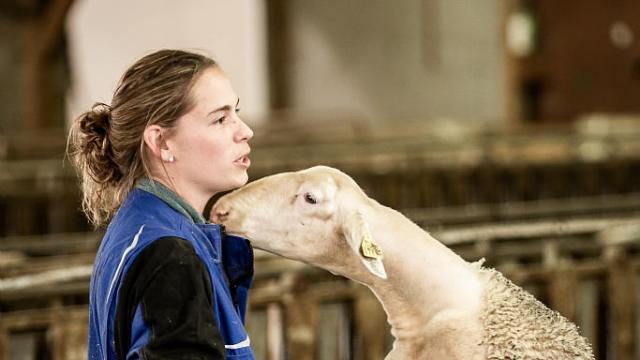 ewe breeder causse méjean