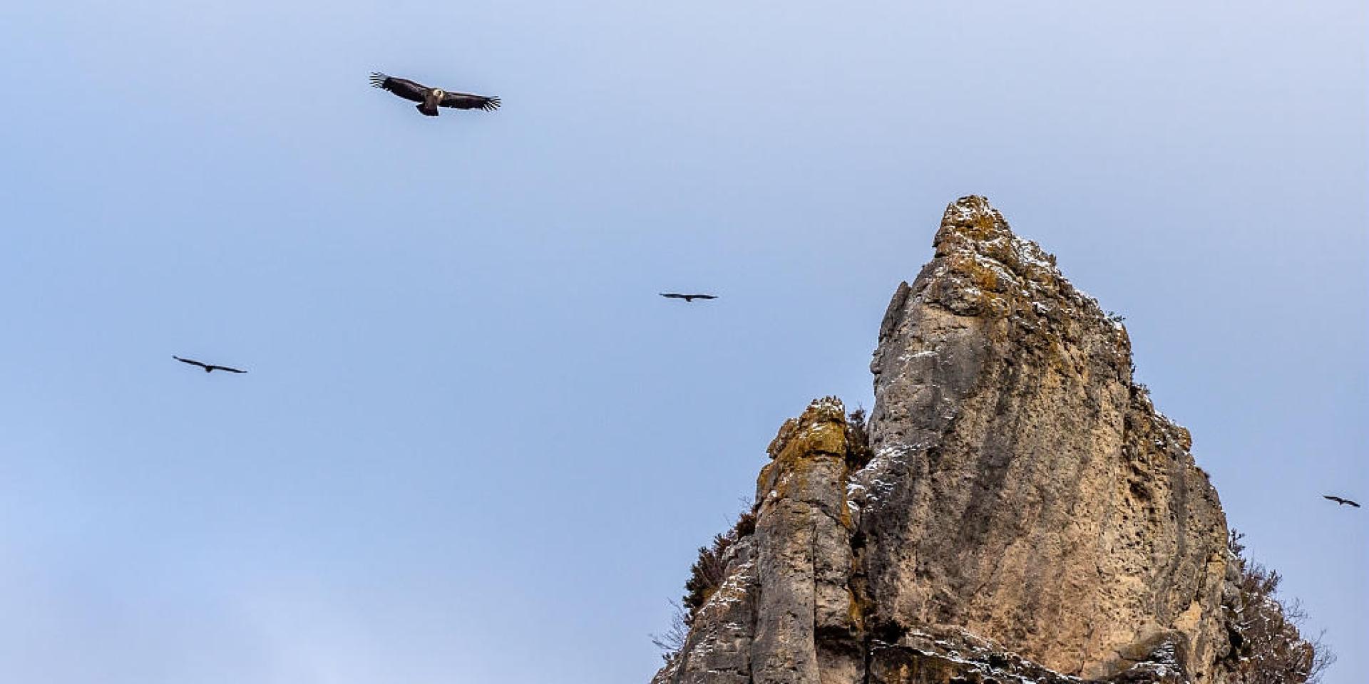Cliff vultures Gorges du Tarn.