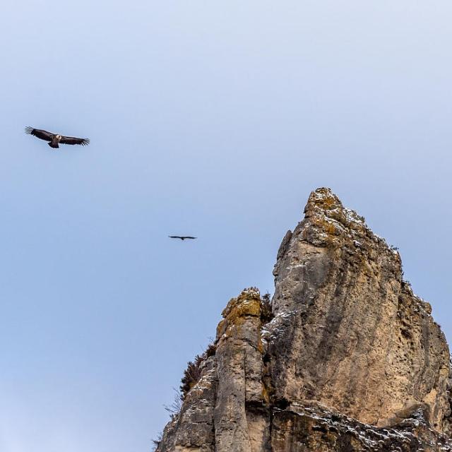 Cliff vultures Gorges du Tarn.