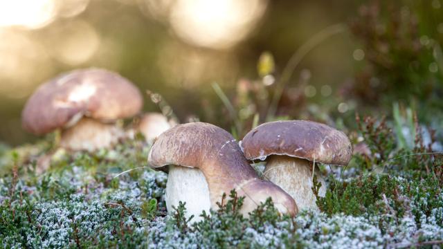 Mushroom picking in Aubrac.