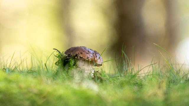 Champignon aubrac.