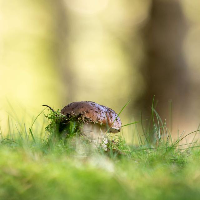 Aubrac mushroom.