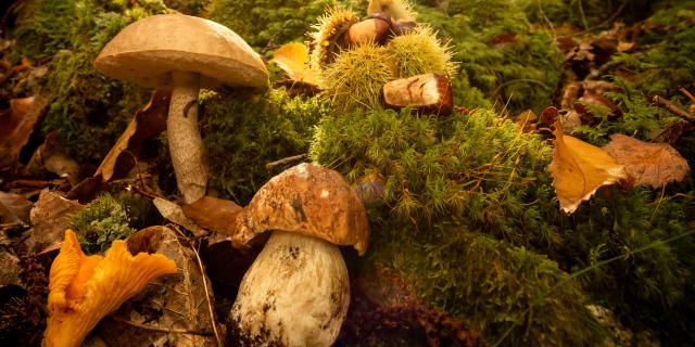 Chestnuts and mushrooms in Lozère.
