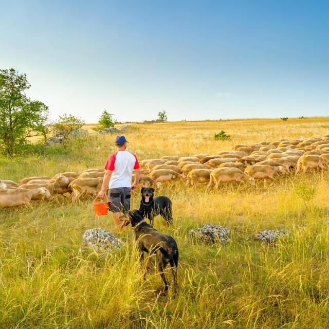 Herd of sheep on the Causses with dogs
