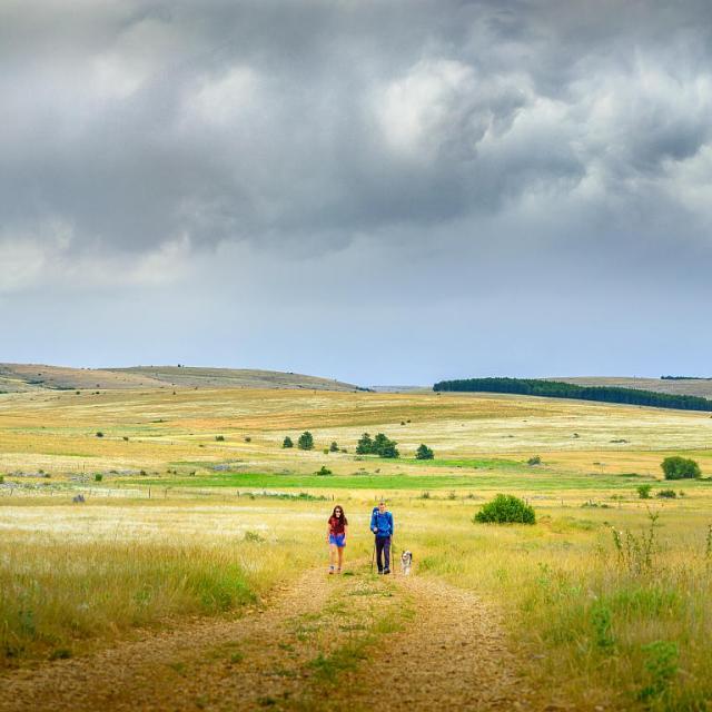 Hiking with your dog on the Causse Méjean