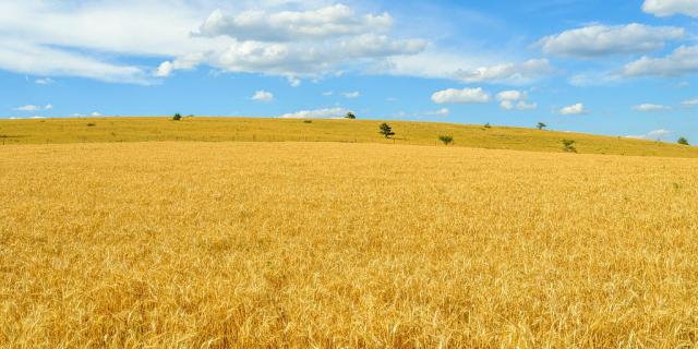 Des champs de blé sur le Causse Méjean