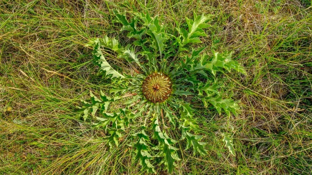 Une cardabelle sur les Grands Causses de Lozère