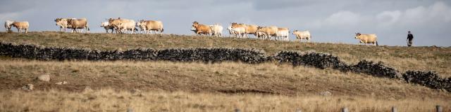 Aubrac cows.