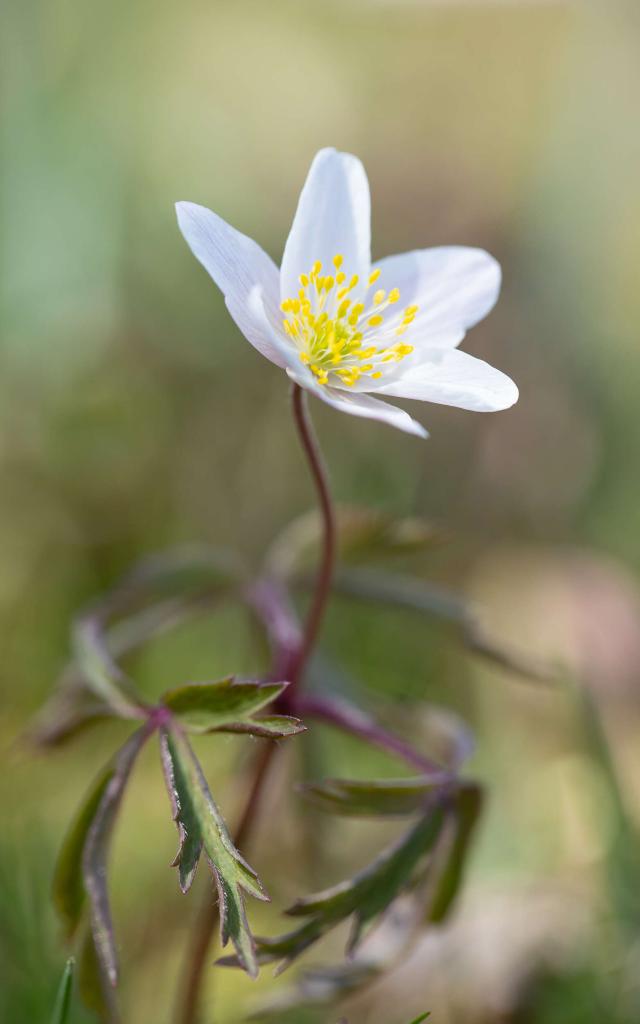 Wood Anemone, wild flower Lozère.