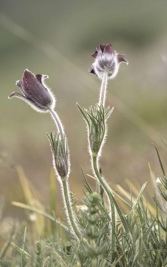 Anemone pulsatilla, Lozère flower.