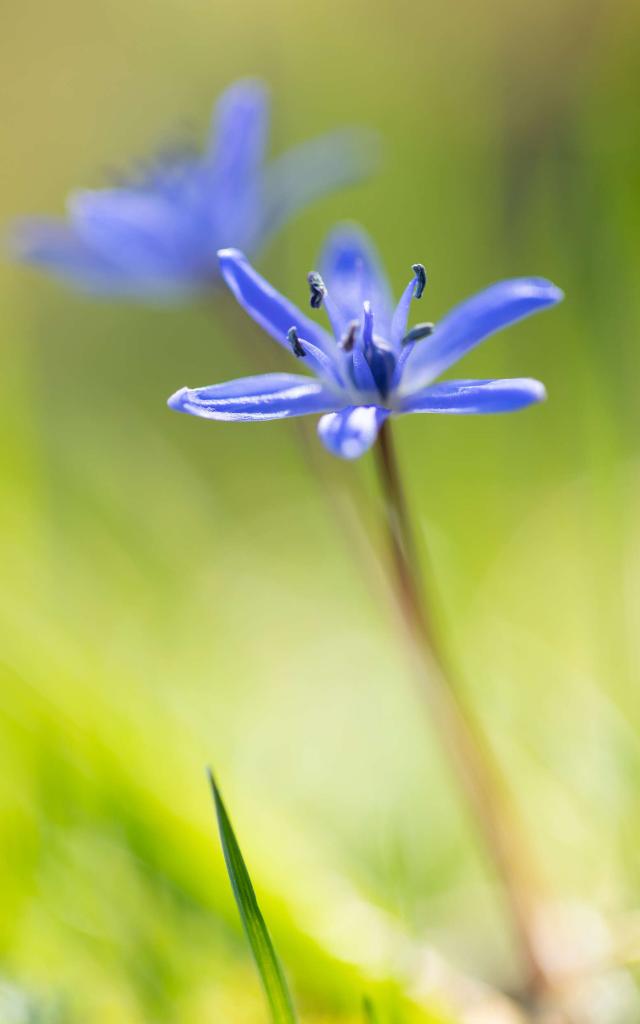 Étoile bleue wildflower in Lozère.