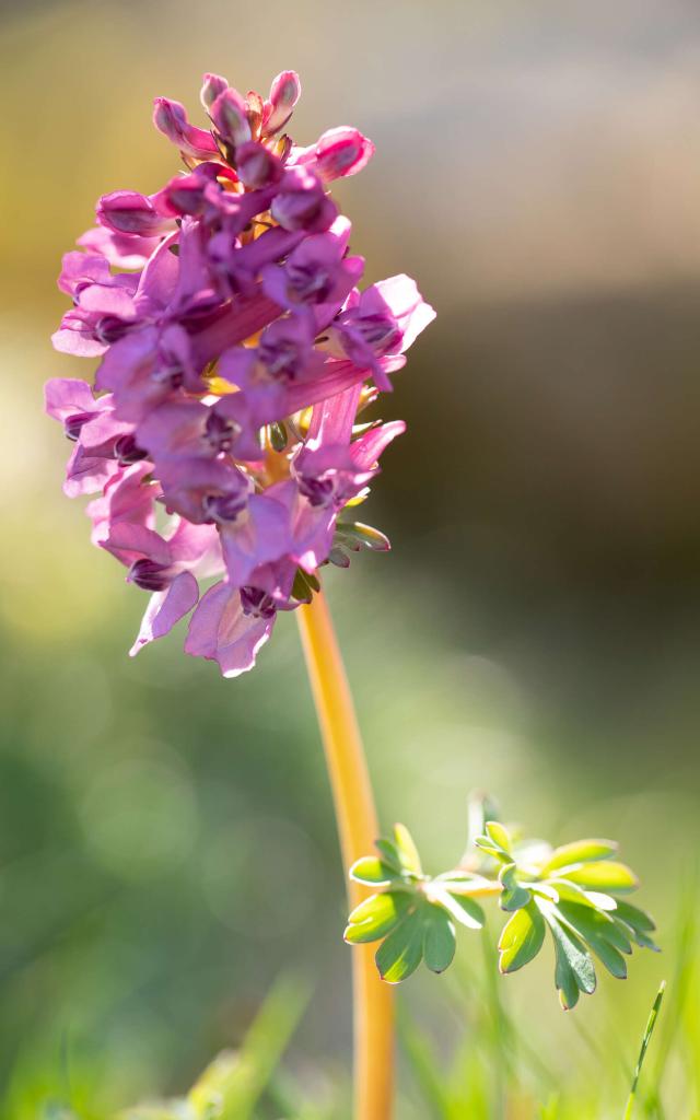 Wild orchid, pyramidal orchis.