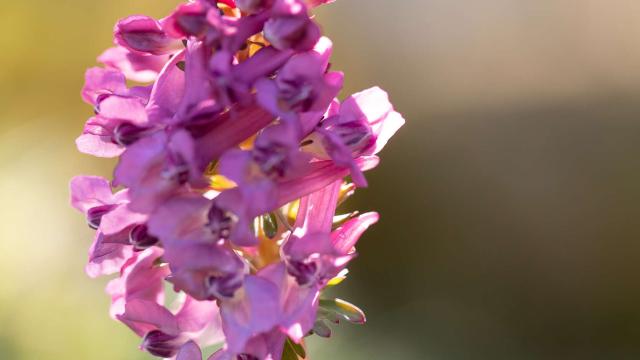 Wild orchid, pyramidal orchis.