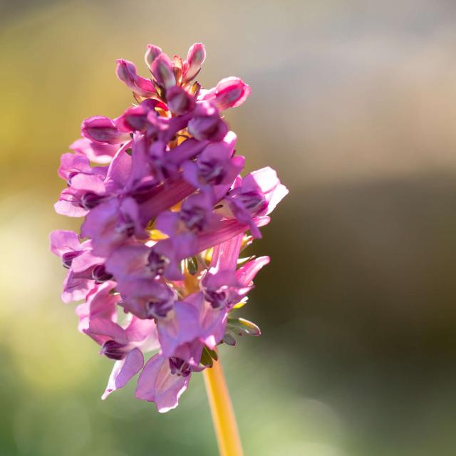 Wild orchid, pyramidal orchis.