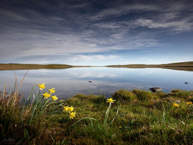 Daffodils and lake on Aubrac.