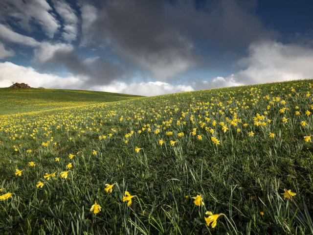 Field of Aubrac spring daffodils.