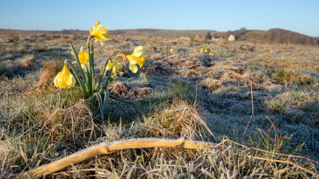 Daffodils in the morning on Aubrac.