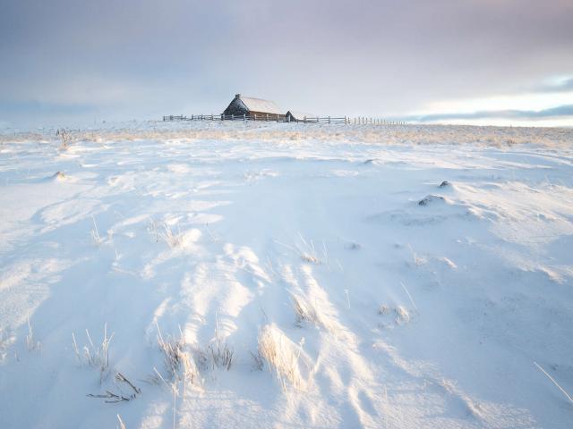 Snow and buron in Aubrac.