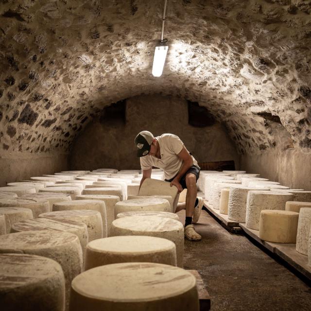 Refining Aubrac tome cheese in a buron.