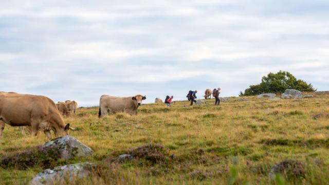 Hikers and cows on the Aubrac.