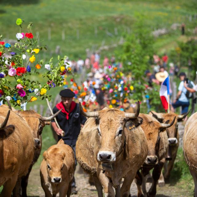 Transhumance parade of Aubrac village cows.