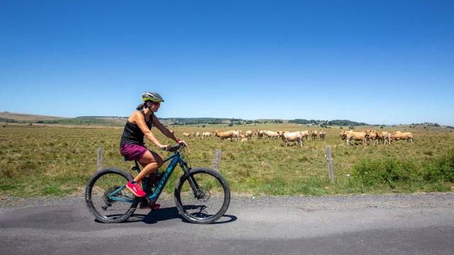 Woman mountain bike Aubrac cows.