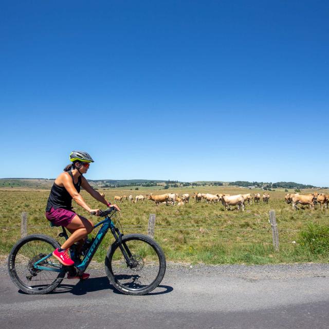 Woman mountain bike Aubrac cows.