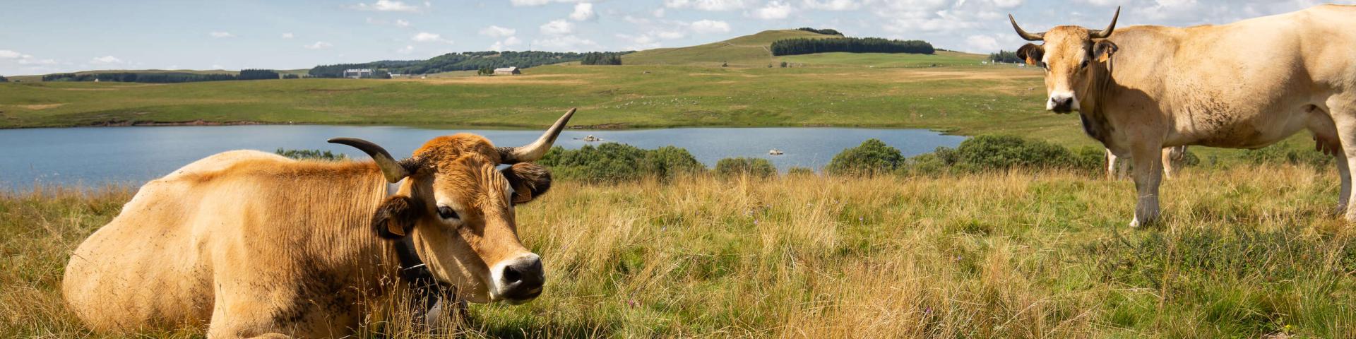 Aubrac cows at Lac Des Moines