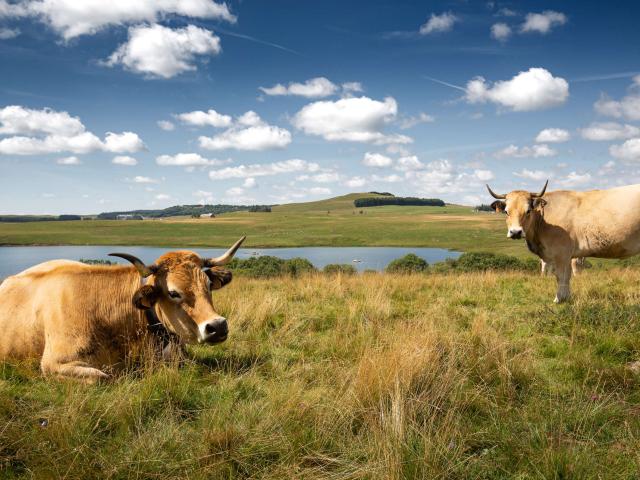 Aubrac cows at Lac Des Moines