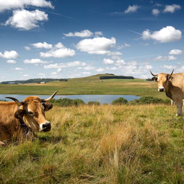 Vaches Aubrac Au Lac Des Moines