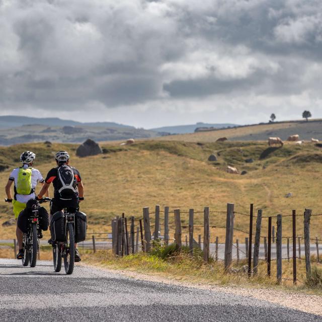 Cyclistes sur l'Aubrac, face aux vaches.