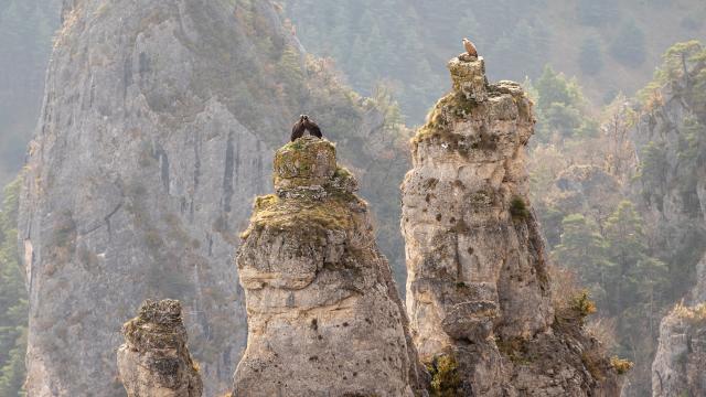 Vultures on the rocks in the Gorges du Tarn