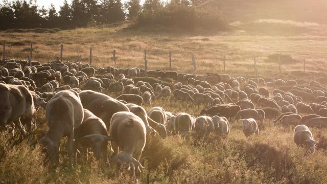 Troupeau de brebis de la ferme Armand et Marie à Hyelzas sur le Causse Méjean. Éleveurs de brebis, vente des produits de la ferme