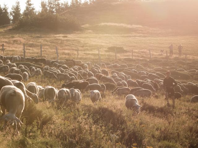 Troupeau de brebis de la ferme Armand et Marie à Hyelzas sur le Causse Méjean. Éleveurs de brebis, vente des produits de la ferme