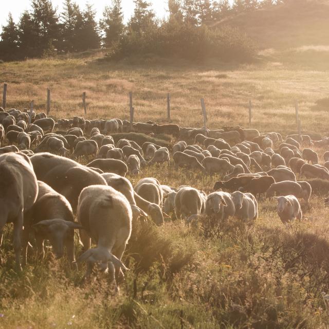 Flock of ewes from the Armand et Marie farm in Hyelzas on the Causse Méjean. Ewe breeders, sale of farm products