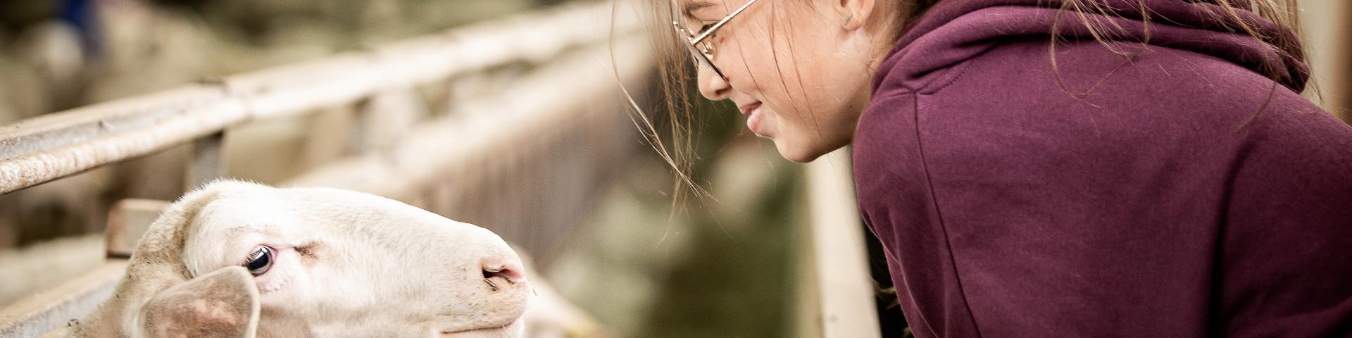 Ferme de Armand et Marie, éleveurs de brebis à Hyelzas sur le Causse Méjean . Rencontre avec les fermiers et les brebis.