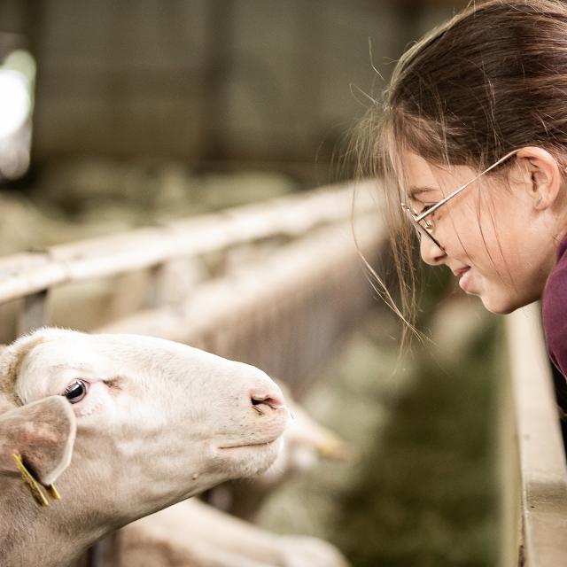 Farm of Armand and Marie, ewe breeders in Hyelzas on the Causse Méjean. Meet the farmers and their ewes.