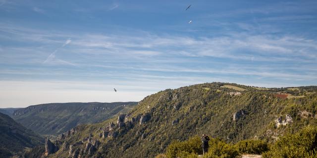 Observation des vautours et lever du soleil au point Sublime sur le Causse de Sauveterre