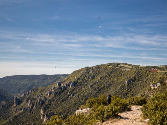 Vulture watching and sunrise at Point Sublime on the Causse de Sauveterre