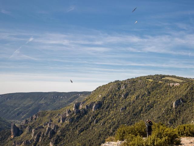Vulture watching and sunrise at Point Sublime on the Causse de Sauveterre