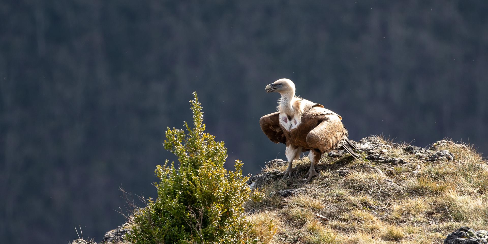 Vautour posé sur un rocher, Benoit Colomb Pact Gdt Crtloccitanie