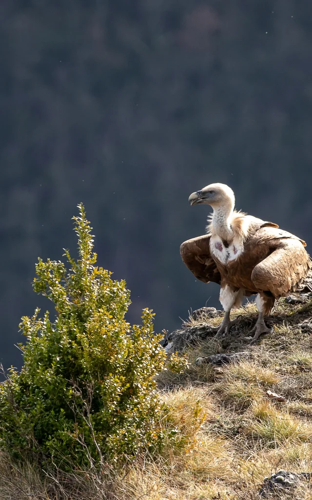 Vulture resting on a rock, Benoit Colomb Pact Gdt Crtloccitanie