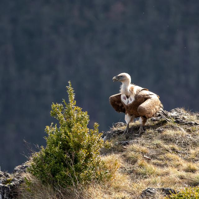 Vulture resting on a rock, Benoit Colomb Pact Gdt Crtloccitanie